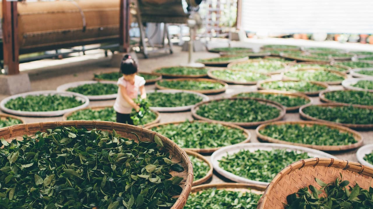 tea-industry-pestle-analysis-environmental-factors